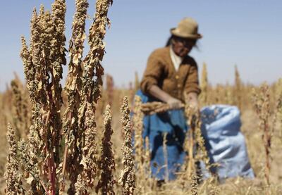 A woman harvests quinoa plants in Tarmaya, Bolivia. The plant has exploded in popularity in many countries thanks to its nutritional value. Reuters