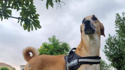 Proud pup Sultan, aged almost 1, is a UAE mixed breed, is potty trained and fully vaccinated. Photo: UAQ Stray Dogs Centre