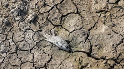 He says Baghdad sent teams to Iran to discuss the reduced flow of the Lower Zab river, but "there's no co-operation from the Iranians". Iran contends its river flow contribution into the Tigris and Euphrates basin is only about 6 per cent, according to Ms Keynoush.