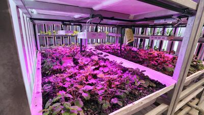 Vertical farms produce leafy greens, chillies and strawberries in vertical farms, even at the height of summer. Produce grown in the farm uses 90 per cent less water than traditional agriculture
