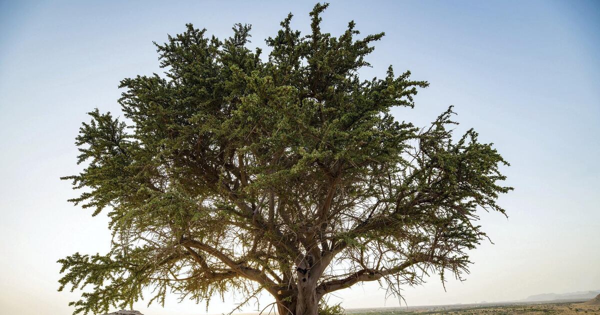 100 Yo Tree Rare 100-year-old tree discovered in eastern Abu Dhabi | The National