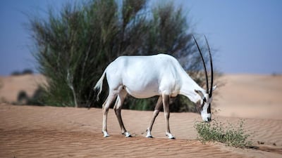 ”By making strict rules, the dunes are pristine, the flora and fauna are flourishing, as are the birds and insects,” said Peter Burgh, the Royal Shaheen founder.