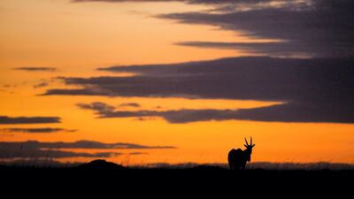 8. Maasai Mara National Reserve, Kenya. EPA