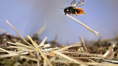 Mason bee at work by Solvin Zankl, from Germany, which has been Highly Commended in the Behaviour: Invertebrates category. Solvin Zankl / Wildlife Photographer of the Year / PA