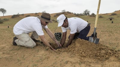 A sapling is bedded in by volunteers as part of the Give a Ghaf project at the Al Wadi Desert Resort. Antonie Robertson / The National