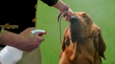 Pamper time: A Bloodhound is misted as it waits for its big moment. Photo: AFP