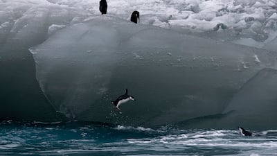 A chipstrap penguin jumps from an iceberg into the Southern Ocean. AP