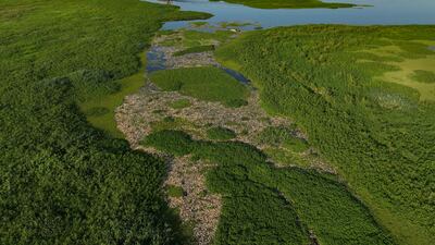 Thousands of dead fish lie on the banks of the Piracicaba river in Sao Paulo state, Brazil. The environmental agency says the deaths were due to illegal dumping of industrial waste into the water. AP