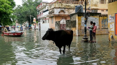 A cow stands in a flooded street in Varanasi, northern India, where the Ganges overflowed after monsoon rain. AFP