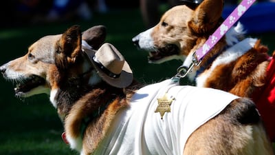 Two dogs wear coordinating sheriff costumes for Doggy Con.
