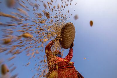 A Nepalese woman farmer winnows paddy rice amid the coronavirus pandemic in Lalitpur, Nepal, on October 15. Narendra Shrestha/ EPA