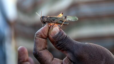 A member of the Food and Agriculture Organisation of the UN with a locust at a camp in Madagascar, in 2014. The organisation uses insecticides to reduce the threat of swarms of the voracious feeders, which can eat their own body weight in a day AFP