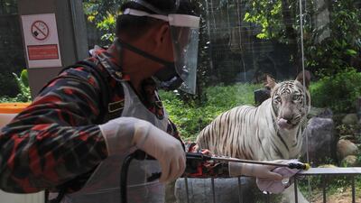 A White Bengal Tiger looks on as a Malaysian Fire and Rescue Department officer disinfects the area at National Zoo in Kuala Lumpur, Malaysia. EPA