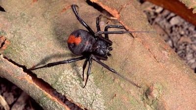 The redback spider is commonly found in Australia but sightings in the UAE are on the rise. Alamy Stock Photo