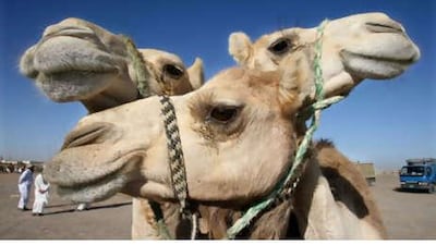 The potential for further research into the Arabian camel's immune system and milk could prove one of the discovery's greatest benefits.