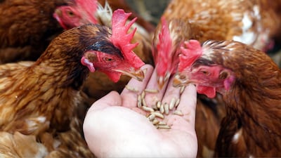 Better Origin can farm the same amount of protein in one square metre as soil crops can produce in 1,500 square metres. Photo: Better Origin