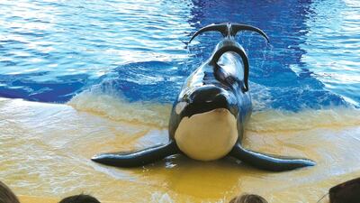 Blackfish looks at the plight of orcas in captivity. Courtesy ADFF