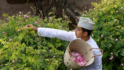 A farmer picks roses in Oman's Jebel Akhdar