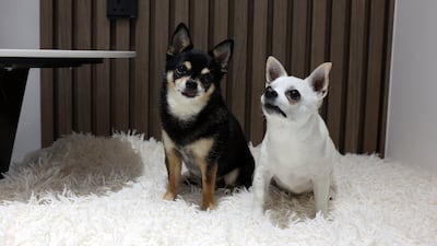 The tenant shares her home with pet dogs Eszie and Eddie