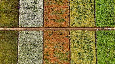 Tourists walk amongst fields of flowers during the Taoyuan Flower Festival in Taoyuan, Taiwan. AFP