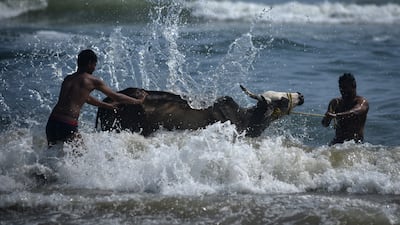Indian men bathe a cow in Bay of Bengal on the occasion of Pongal at Marina beach in Chennai, India. EPA