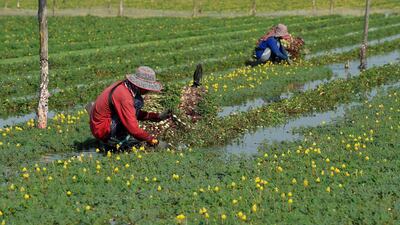 Glimpses of the old Cambodia remain. AFP