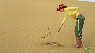 Woman watering plant at foot of sand dune.