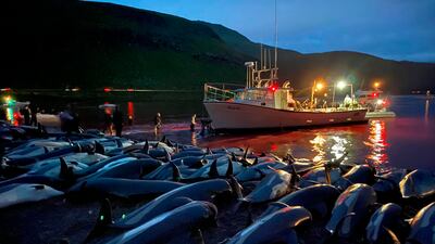 Some of the 1,428 white-sided dolphins slaughtered in the traditional Faroese hunt on Sunday. The government has agreed to look into the practice following calls for a ban. Photo: Sea Shepherd via AP
