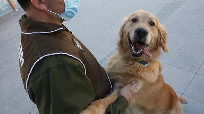 A canine training official shows a dog trained to detect Covid-19, during a demonstration to the press, in Santiago, Chile. EPA