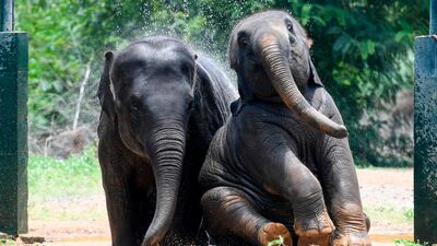 An Indian elephant and its calf take a shower at the 'Arignar Anna Zoological Park' on a hot sunny day at Vandalur in Chennai. AFP