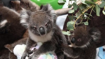 Rescued orphaned baby koals at Adelaide Koala Rescue which has been set up in the gymnasium at Paradise Primary School in Adelaide in Adelaide, Australia. Getty Images