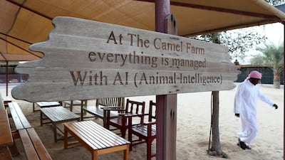 Ms Whileman spent 15 nights in the desert from the Saudi Arabian border to Global Village, 750km of which was on camelback