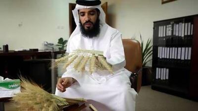Dr Mohamed Al Hammadi, research and development director at Abu Dhabi Food Control Authority, examines stalks of wheat as part of a study into 100 varieties of the cereal grain, which hopes to determine which are the most suitable to be cultivated in the UAE’s climate. Sammy Dallal / The National