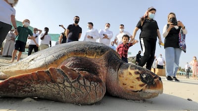 The turtles made their way quickly back into the sea, once they were released