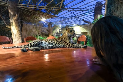 The Big Cats Iftar is set beside the leopard enclosure. Victor Besa / The National