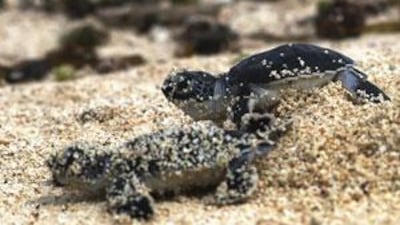Green sea turtles are among the species that thrive in the preserve.
