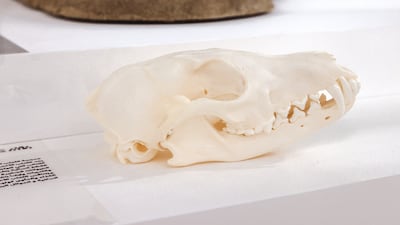 A model of a skull of a red fox, or vulpes vulpes
