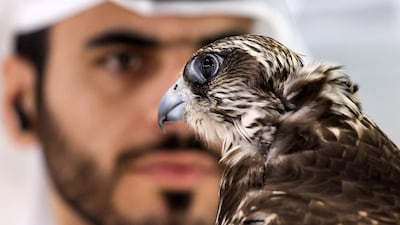 Falcons and falconry, both symbols of the UAE's heritage, are popular with visitors to this year's Adihex. AFP