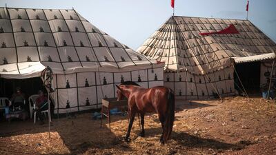 A horse feeds at a tent before it is prepared to take part in Tabourida, a traditional horse riding show also known as Fantasia, in the coastal town of El Jadida.