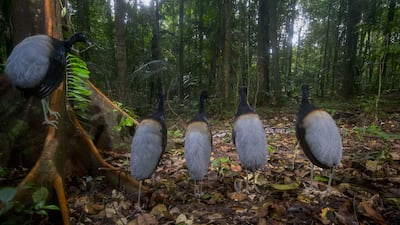 'Silence for the snake show', a photo showing grey-winged trumpeters watching a boa slither past at Guiana Space Centre, between Kourou and Sinnamary, French Guiana, by Hadrien Lalague, has won the Behaviour: Birds award. Hadrien Lalague / Wildlife Photographer of the Year / PA