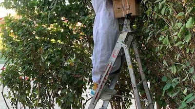 Dr Hammal safely guides the bees into a box, before they are moved to Terra's pollinator garden. Photo: Terra / Expo City Dubai