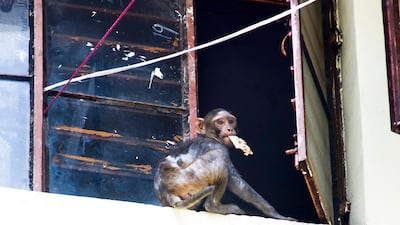 Thursday 16th May 2013, New Delhi, India. A Rhesus Macaque monkey with bread stolen from inside a building in New Delhi, India on Thursday 16th May 2013. In New Delhi Rhesus Macaque monkeys are known to snatch food, rifle through files and tear up papers in government offices, and bite people on the street. The monkeys have terrorised Delhi and parts of Northern India for a long time. In 2007, the deputy Delhi mayor fell to his death from his first-floor balcony trying to fight off marauding monkeys. Monkey catchers with pet Langur monkeys have traditionally been used to scare away the Macaques, but now the wildlife ministry has ordered Langurs, a protected species of monkeys, to be sent back to the wild after the 31st May 2013 PHOTOGRAPH BY AND COPYRIGHT OF SIMON DE TREY-WHITE + 91 98103 99809 email: simon@simondetreywhite.com