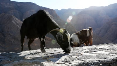 Trekkers have been advised to plan ahead when visiting the mountains in Ras Al Khaimah as the winter walking season begins. Pawan Singh / The National