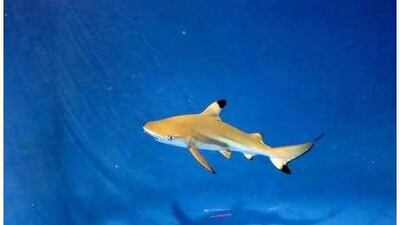 Amber, a blacktip reef shark born in captivity at the Sharjah Aquarium on August 7, has not yet been put on display to the public.