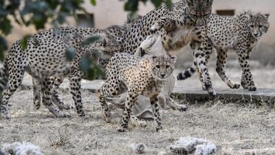 Young cheetahs play at their enclosure at the "Safari de Peaugres" zoo park near Peaugres, southeastern France. AFP