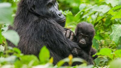 Rwanda's Virunga Mountains