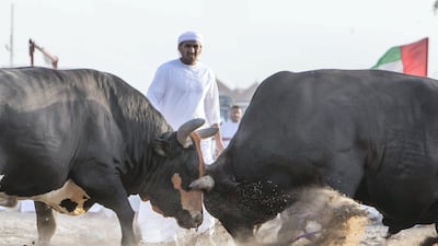 Bull fighting in Fujairah corniche.