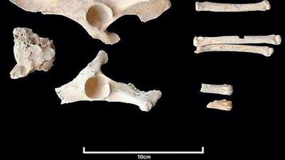 The Royal Commission for Al Ula revealed that a team of archaeologists in the province of Al Ula, northwestern Saudi Arabia, has discovered the oldest evidence of dogs that coexisted with humans in the Arabian Peninsula, dating back to 4000-4200 BC. SPA