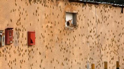 Blown in by sudden winds, desert locusts land on the wall of a building in Kuwait City. AFP