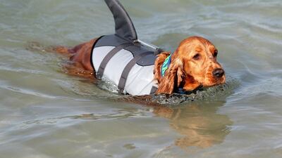 The venue is located about 40 minutes from Dubai and less than an hour from Abu Dhabi. Chris Whiteoak / The National